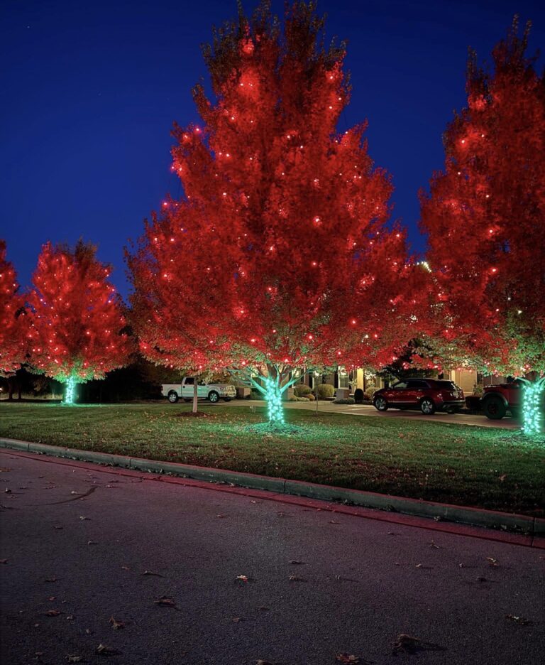 Street trees wrapped in red Christmas lights with green light on the trunks